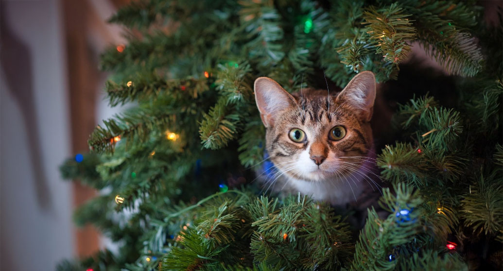 A curious cat peeks out from behind a decorated Christmas tree, its eyes wide with intrigue.