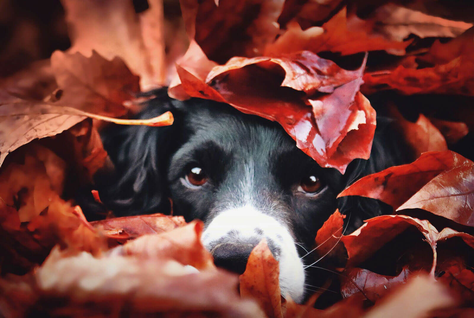 dog in the leave pile 1