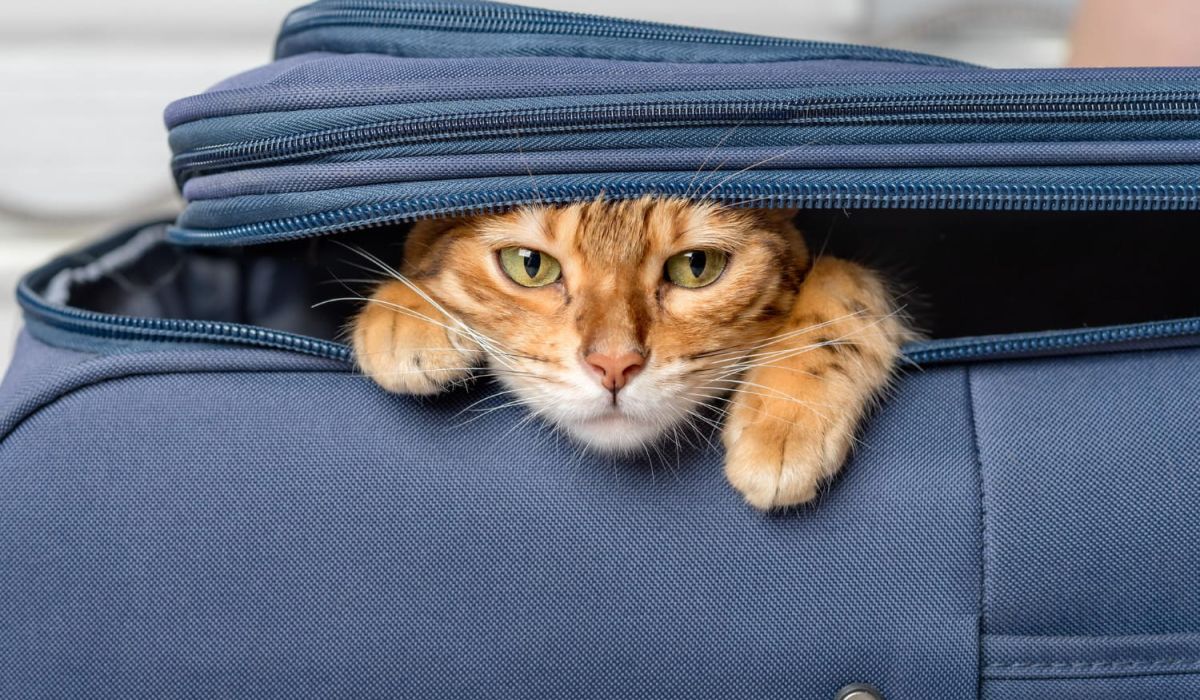 Cat in suitcase