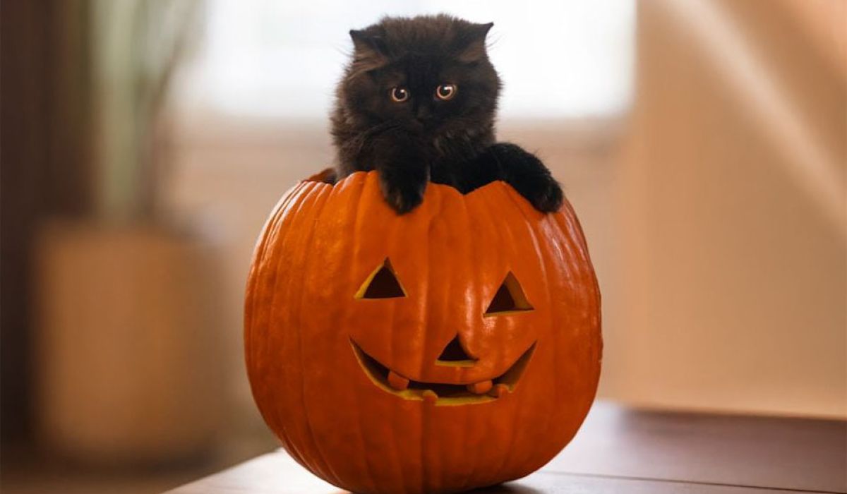black cat on a halloween pumpkin