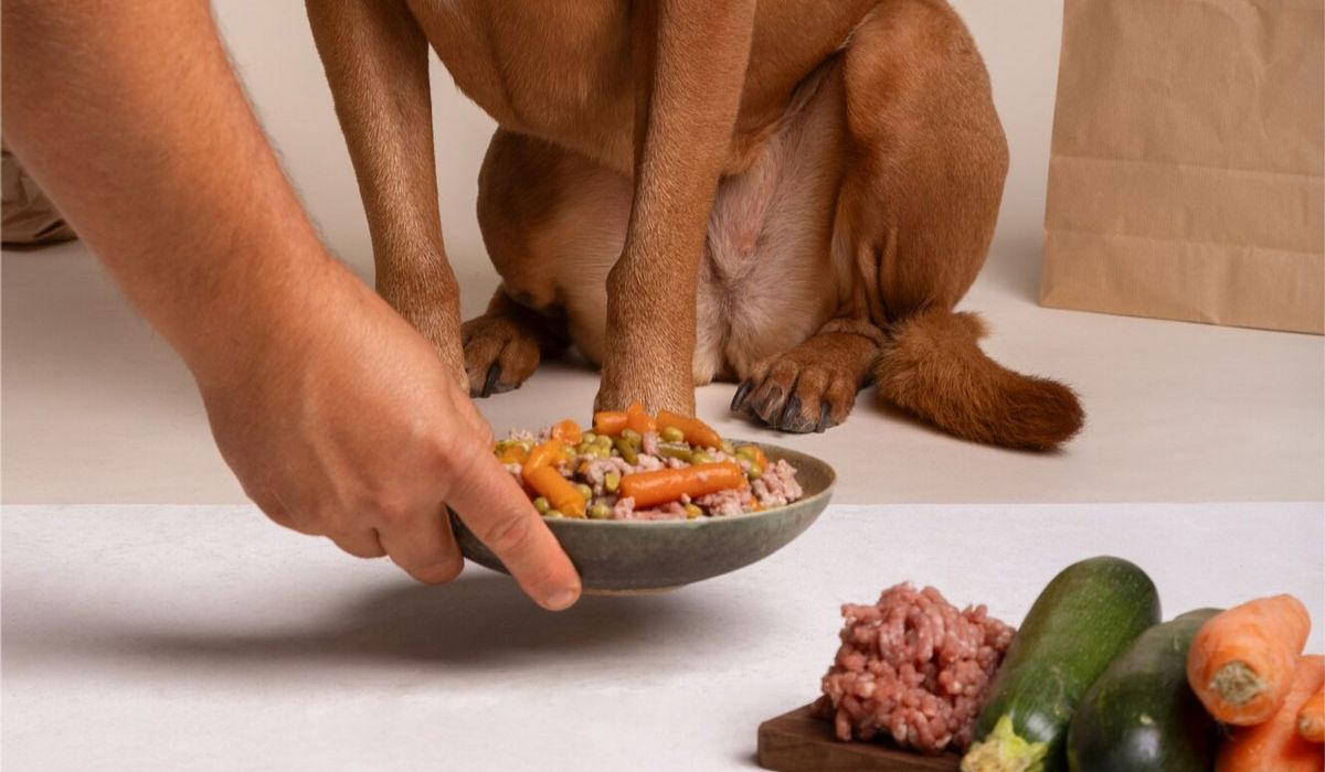 Is Raw Feeding Right for Your Pet? What You Need to Know