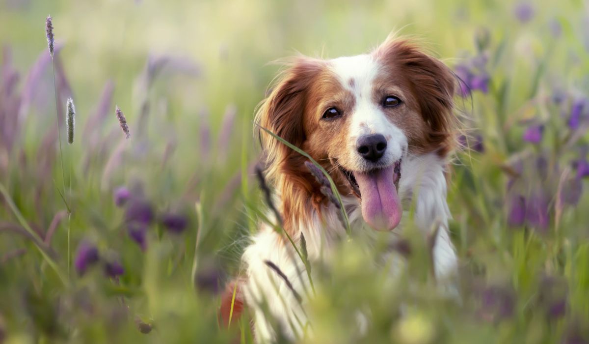 A dog sitting peacefully in a vibrant field of purple flowers under a clear blue sky.