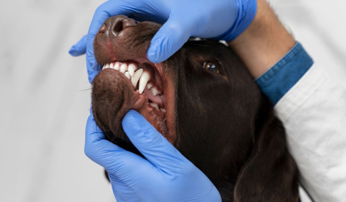 A person in gloves holds a dog's mouth open to examine its teeth.