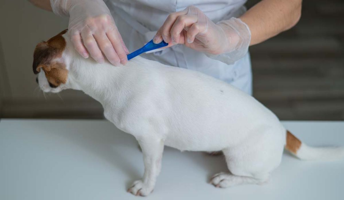 A person wearing white gloves gently brushes the teeth of a small dog, ensuring proper dental care.