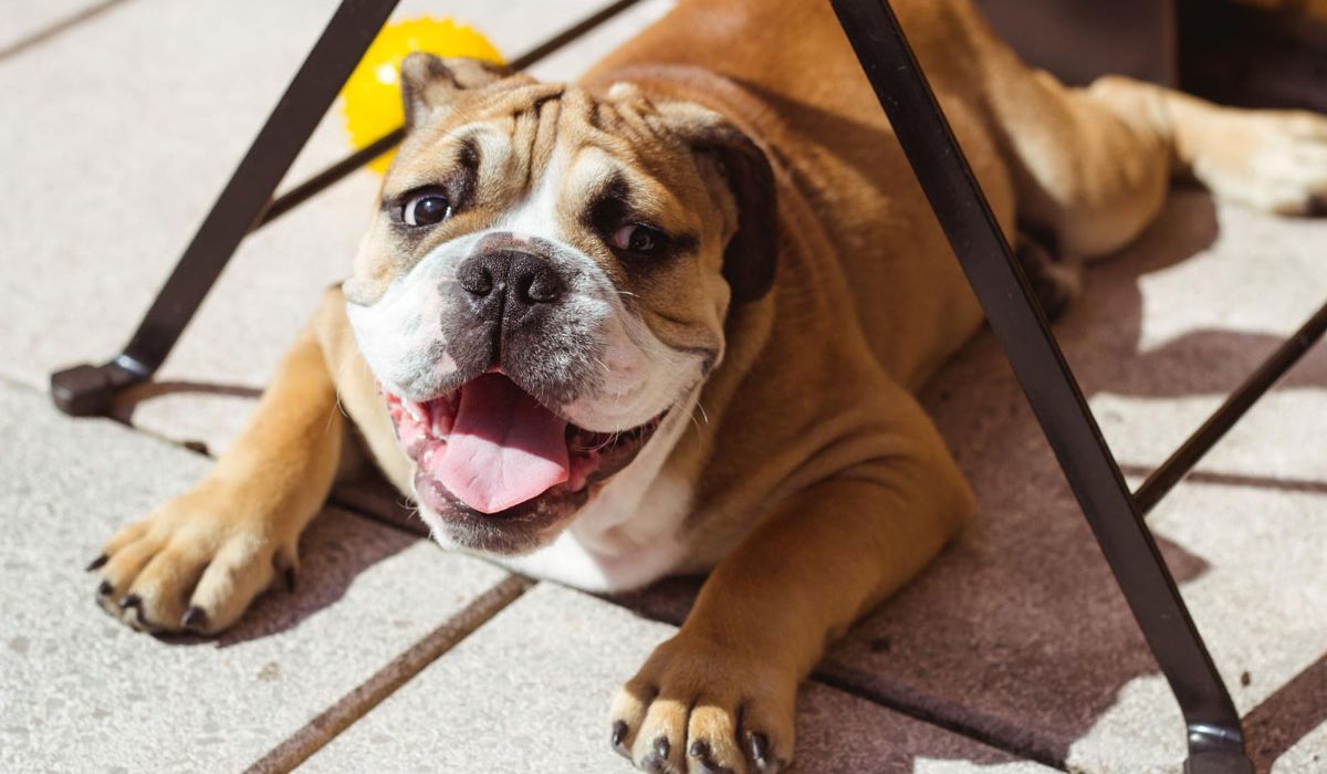 A bulldog sits comfortably beneath a chair, looking relaxed and content in its shaded spot.