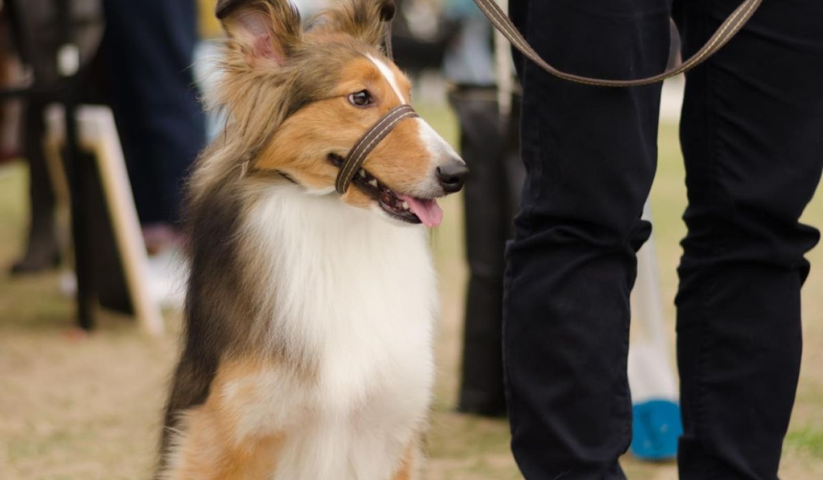 Appleton Fun Dog Show