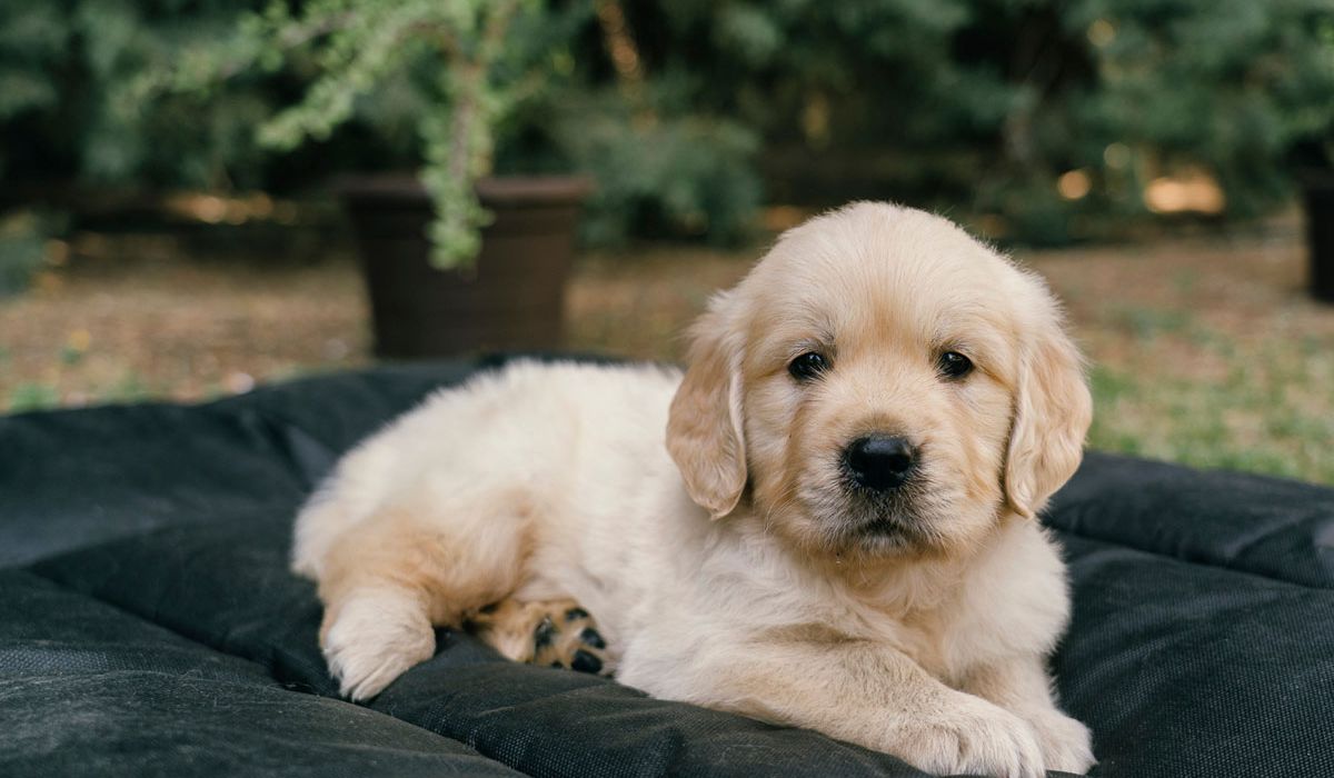 A golden retriever puppy resting on a black mat, looking relaxed and comfortable.