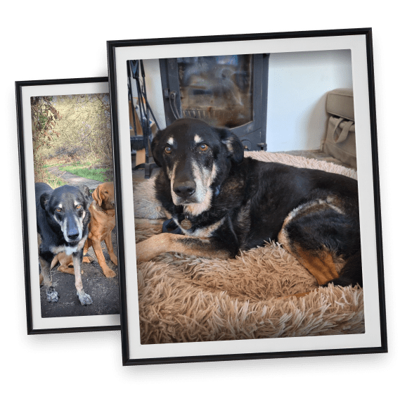 Picture of a dog in a frame