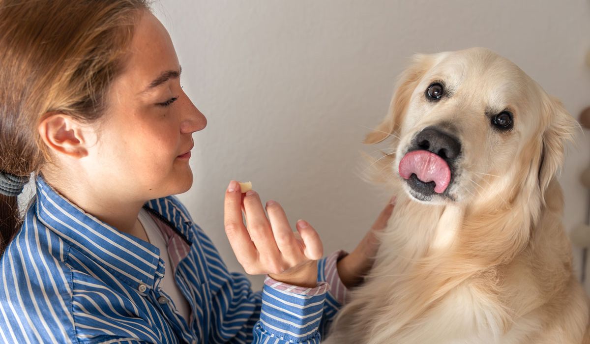 Keeping Your Dog Happy at Home: Fun Enrichment Ideas for Hot Summer Days