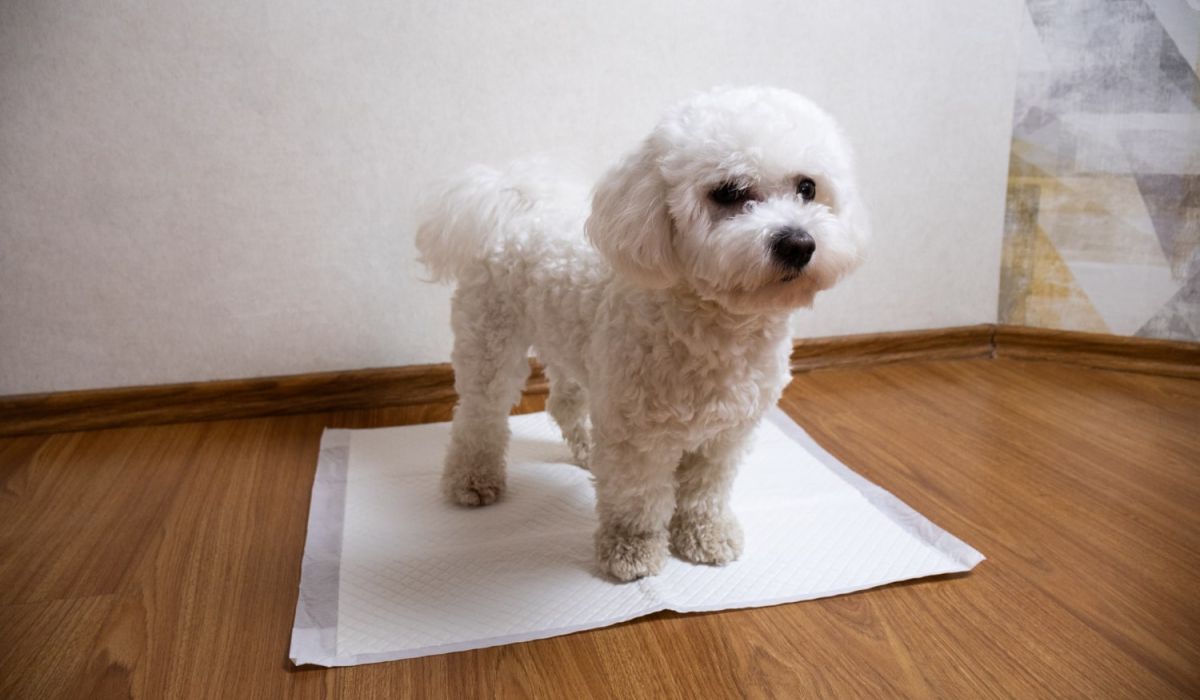 Dog being toilet trained