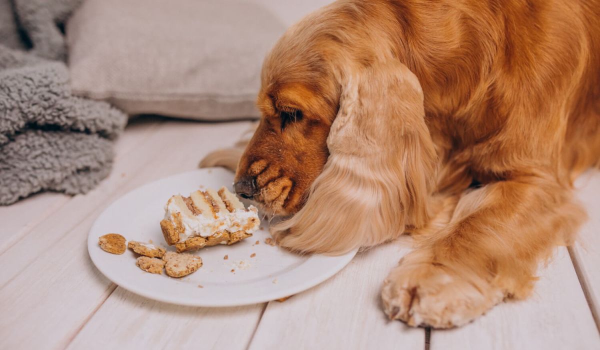 Cocker spaniel eating birthday cake at home