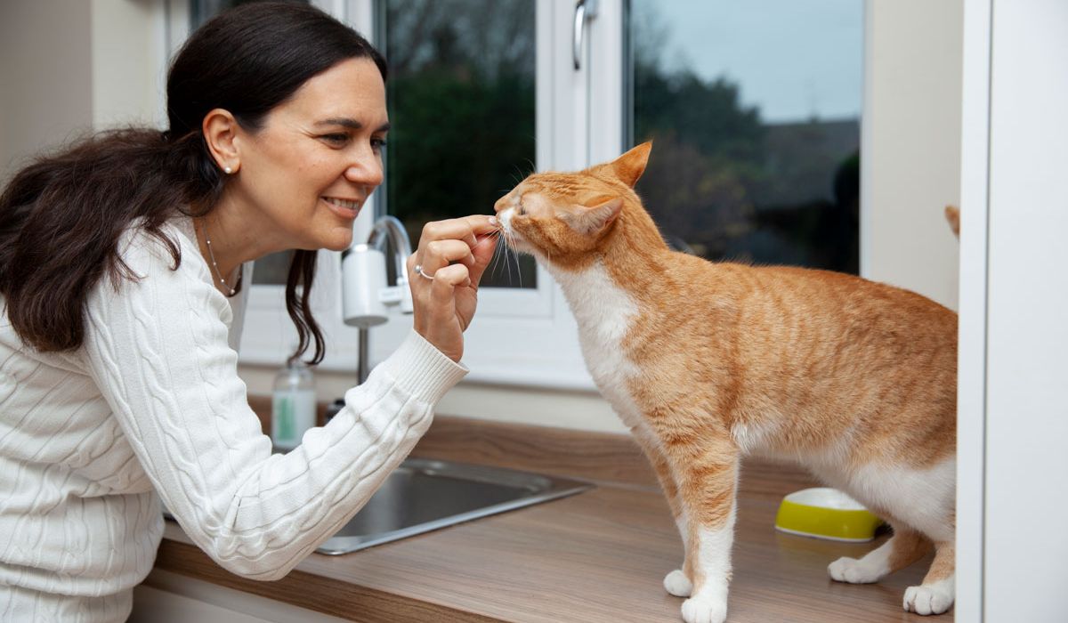 A woman is feeding a cat in a cozy kitchen, surrounded by warm lighting and homey decor.