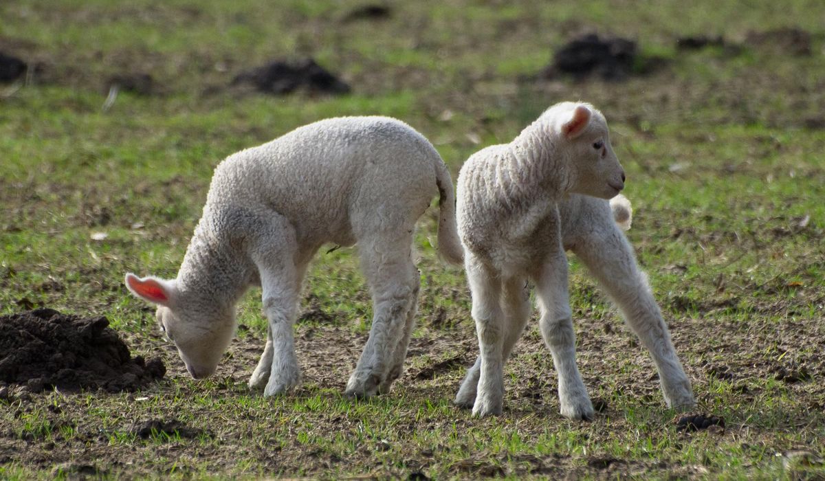 Two lambs stand together in a green field, surrounded by grass and wildflowers under a clear blue sky.