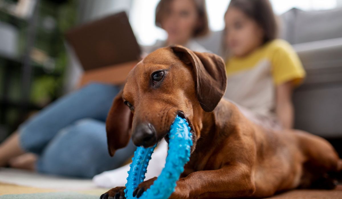 A dog holding a blue toy in its mouth, looking playfully at the camera.
