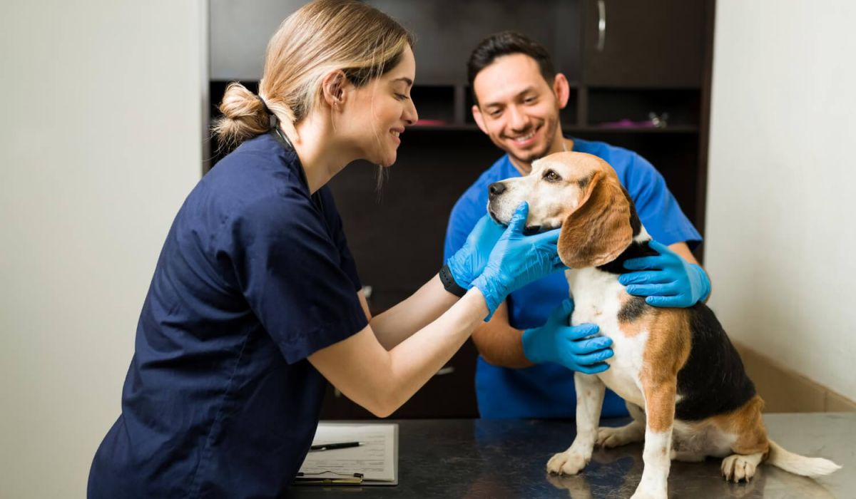 vet smiling and petting a beautiful beagle dog