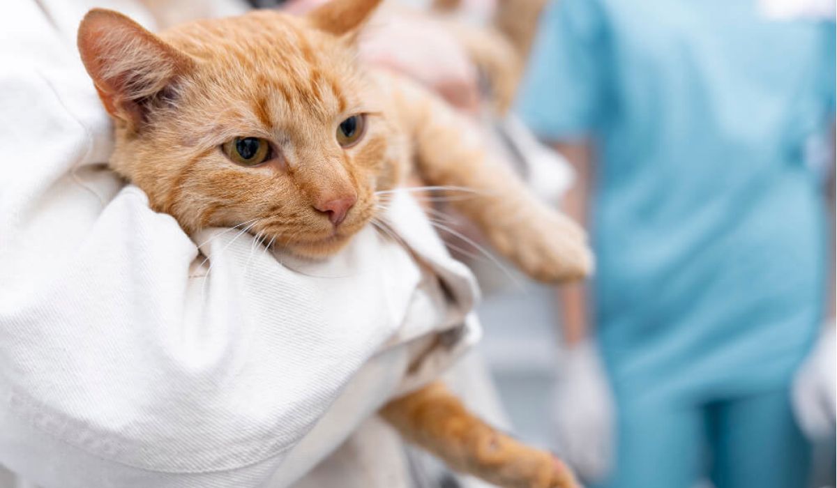 Chronic Kidney (Renal) Disease in Cats