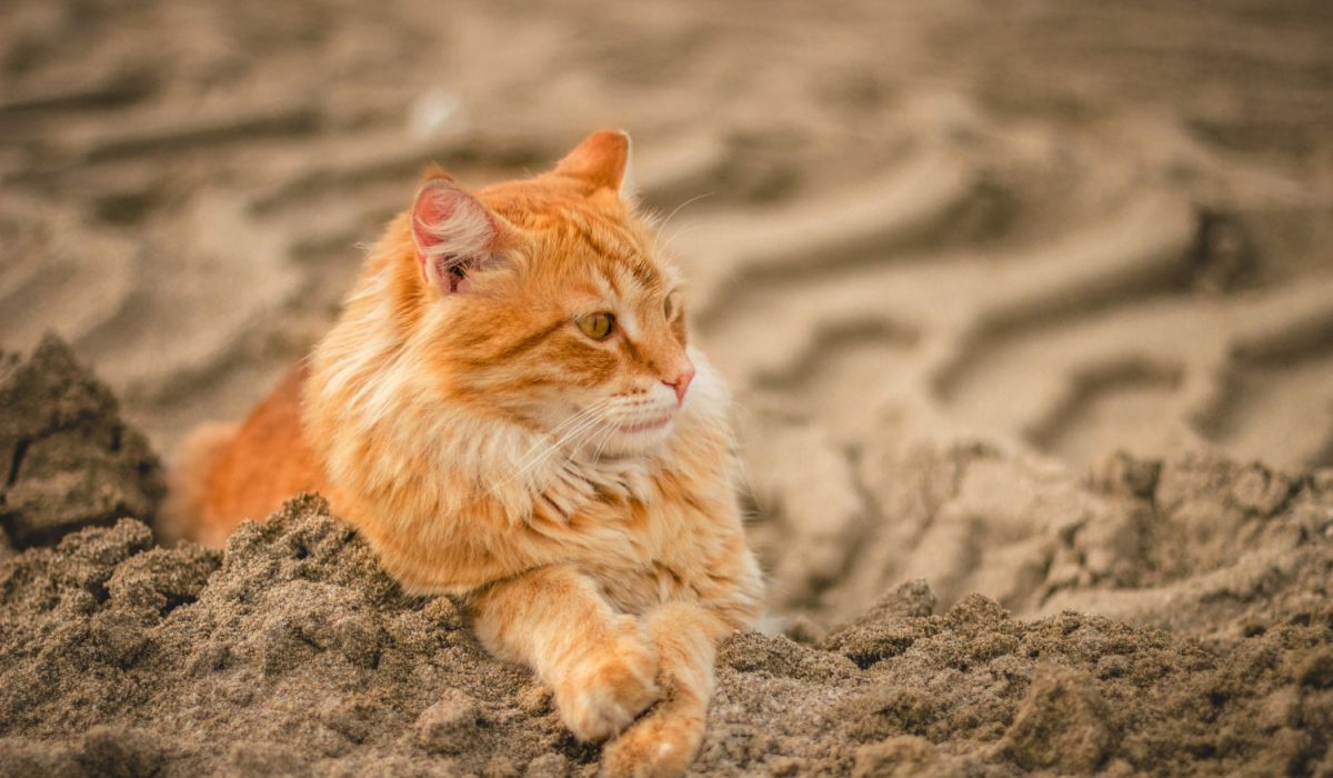 A fluffy orange tabby cat with a white chest lies comfortably on a sandy beach, facing to the right with its front paws crossed. The background is softly blurred, showing rippled sand, while small mounds of sand surround the relaxed cat.