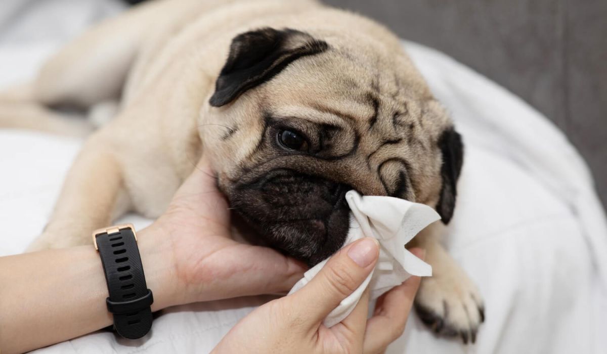 Close up woman hand clean and wash dog nose pug breed