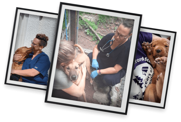 Dodi images in frames