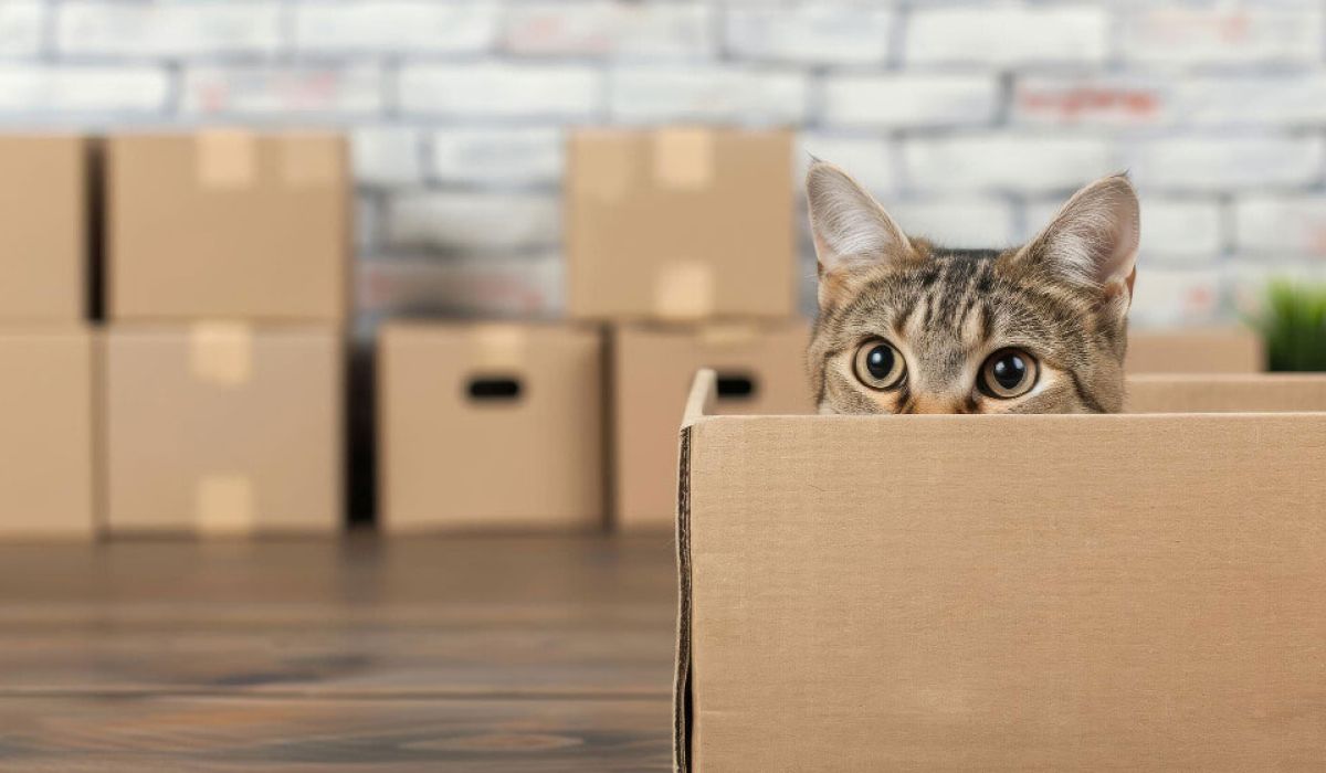 Moving House With Your Cat: Top Tips for Reducing Stress and Anxiety