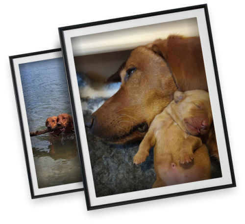 Picture of a dog in a frame