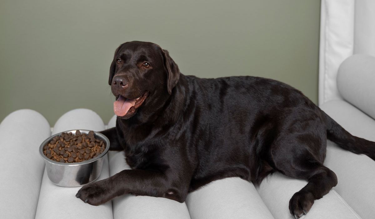A large black dog sits on a couch next to a bowl of food, looking content and relaxed in its cozy environment.