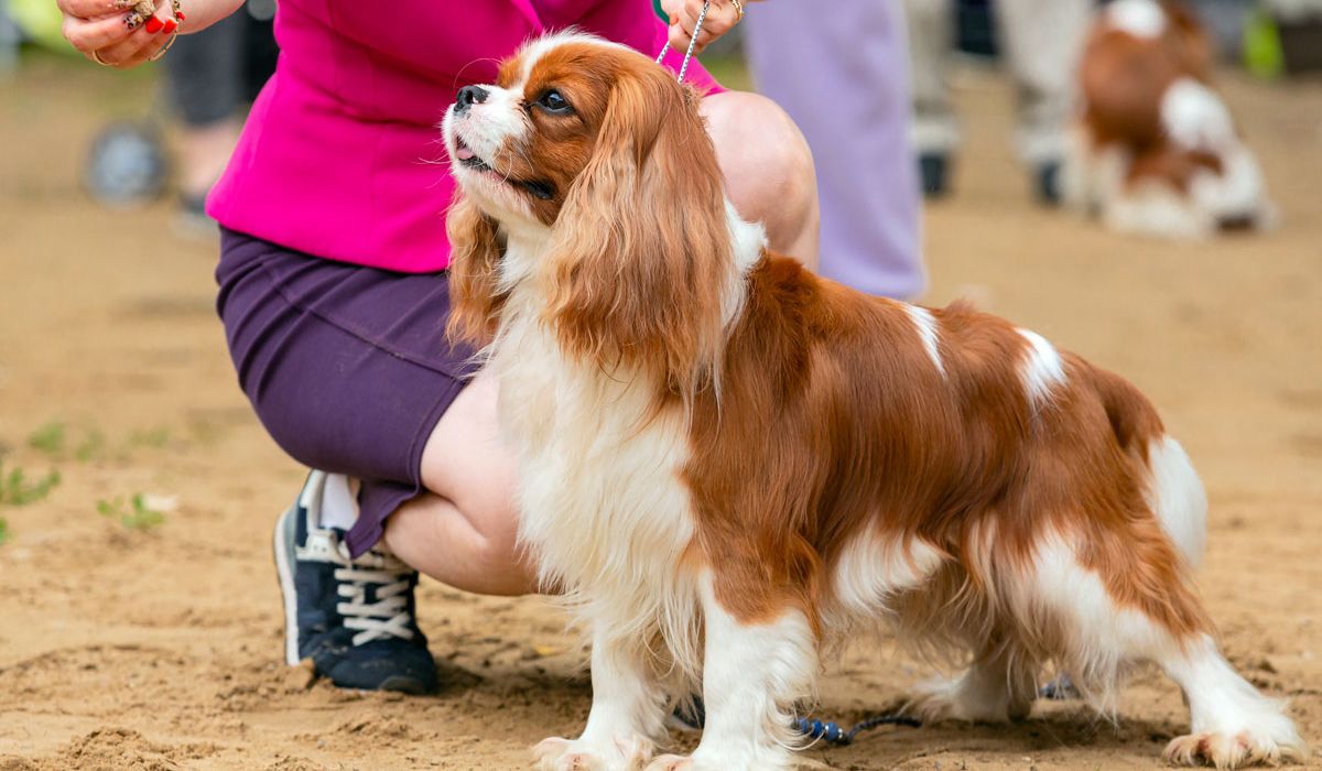 Northmoor Dog Show