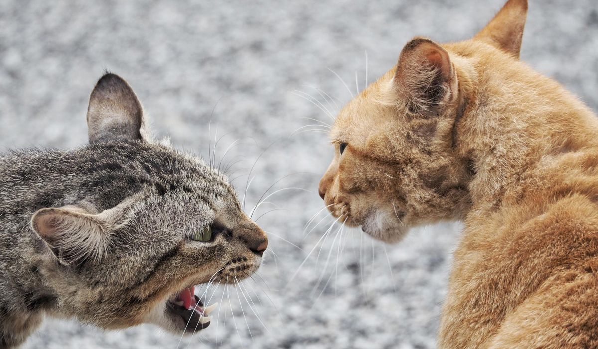 Two cats are playfully fighting on the ground, with their paws raised and fur slightly ruffled.