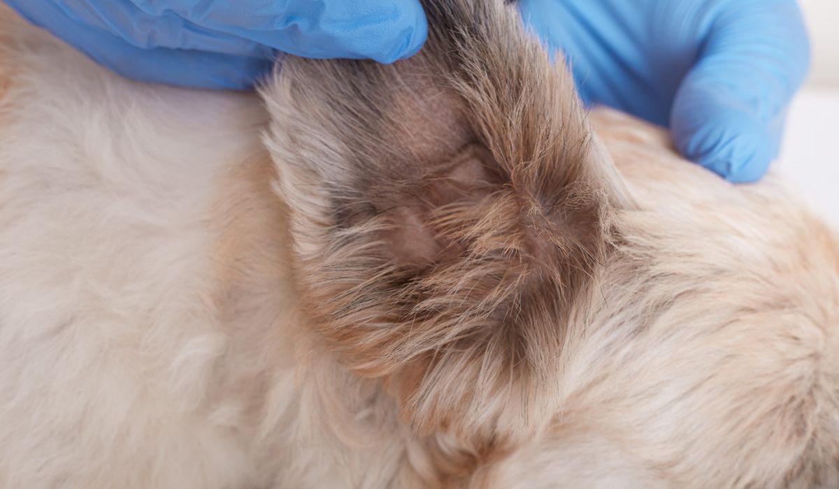A person closely inspecting a dog's ear for signs of health or irritation.
